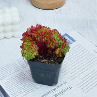 3'' Sedeveria Letizia Crested, Rare Live Succulent Plants