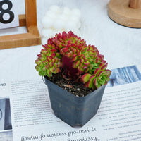 3'' Sedeveria Letizia Crested, Rare Live Succulent Plants