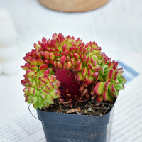 3'' Sedeveria Letizia Crested, Rare Live Succulent Plants