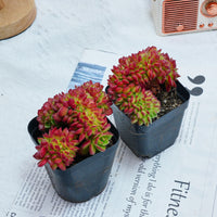 3'' Sedeveria Letizia Crested, Rare Live Succulent Plants