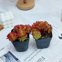 3'' Sedeveria Letizia Crested, Rare Live Succulent Plants