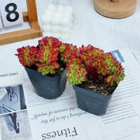 3'' Sedeveria Letizia Crested, Rare Live Succulent Plants
