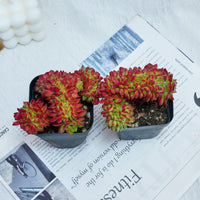 3'' Sedeveria Letizia Crested, Rare Live Succulent Plants