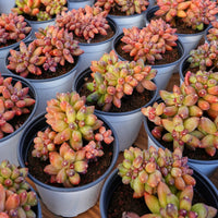 5'' Pachyphytum Compactum Crested, Rare Live Succulent Plants