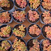 5'' Pachyphytum Compactum Crested, Rare Live Succulent Plants