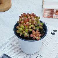 5'' Pachyphytum Compactum Crested, Rare Live Succulent Plants