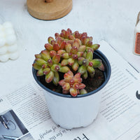 5'' Pachyphytum Compactum Crested, Rare Live Succulent Plants