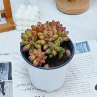 5'' Pachyphytum Compactum Crested, Rare Live Succulent Plants