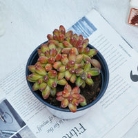 5'' Pachyphytum Compactum Crested, Rare Live Succulent Plants
