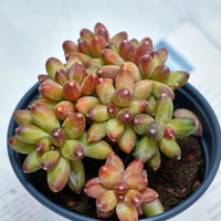 5'' Pachyphytum Compactum Crested, Rare Live Succulent Plants