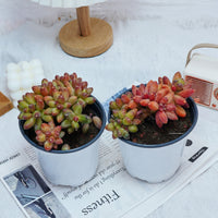 5'' Pachyphytum Compactum Crested, Rare Live Succulent Plants