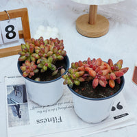 5'' Pachyphytum Compactum Crested, Rare Live Succulent Plants