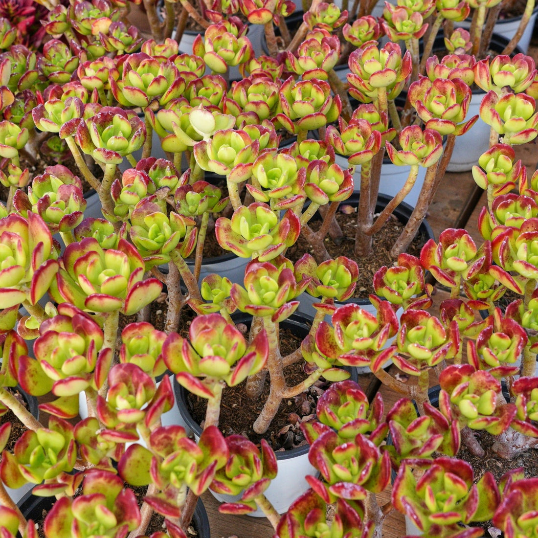 5'' Sedum Dendroideum, Rare Live Succulent Plants