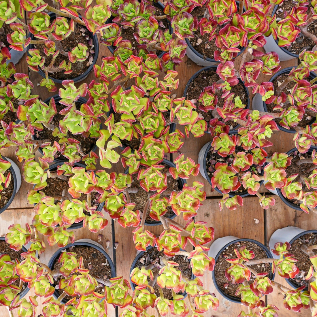 5'' Sedum Dendroideum, Rare Live Succulent Plants