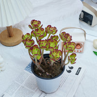 5'' Sedum Dendroideum, Rare Live Succulent Plants