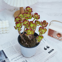 5'' Sedum Dendroideum, Rare Live Succulent Plants