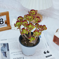 5'' Sedum Dendroideum, Rare Live Succulent Plants