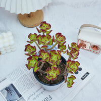 5'' Sedum Dendroideum, Rare Live Succulent Plants