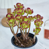 5'' Sedum Dendroideum, Rare Live Succulent Plants