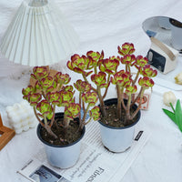 5'' Sedum Dendroideum, Rare Live Succulent Plants