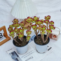 5'' Sedum Dendroideum, Rare Live Succulent Plants