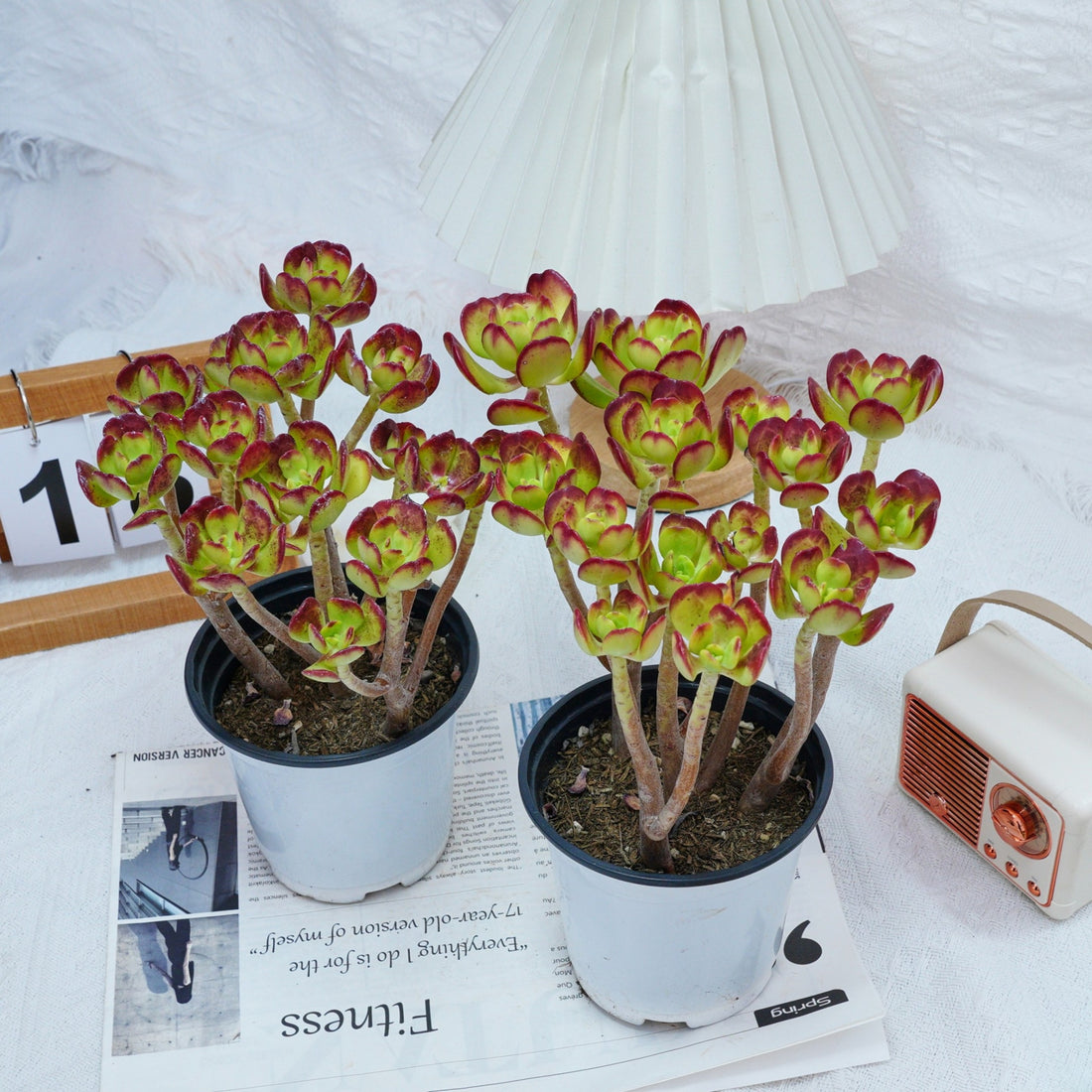 5'' Sedum Dendroideum, Rare Live Succulent Plants
