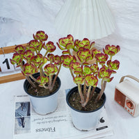 5'' Sedum Dendroideum, Rare Live Succulent Plants