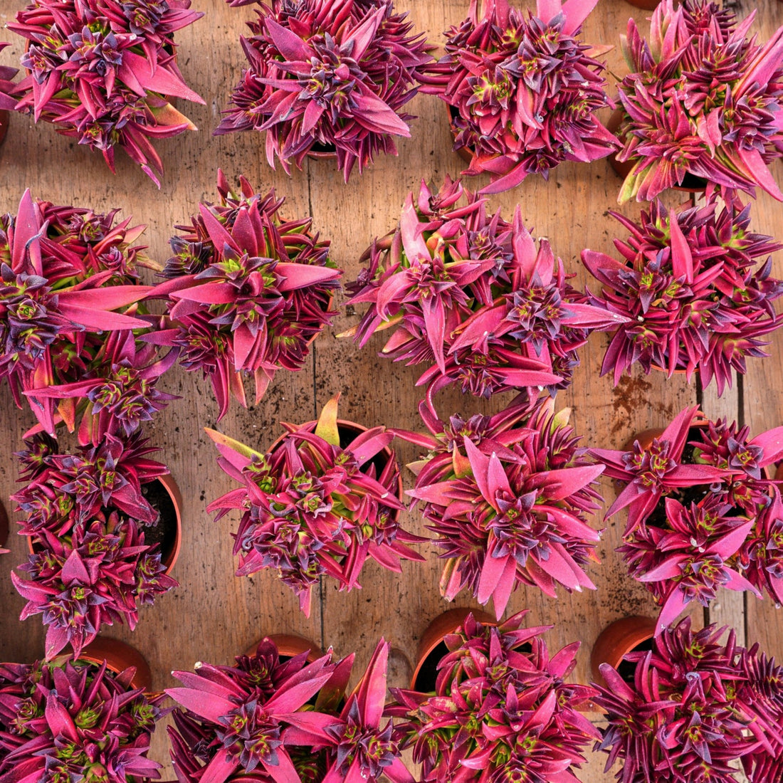 4'' Crassula Fusca, Rare Live Succulent Plants