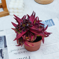 4'' Crassula Fusca, Rare Live Succulent Plants