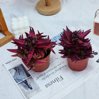 4'' Crassula Fusca, Rare Live Succulent Plants