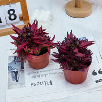 4'' Crassula Fusca, Rare Live Succulent Plants