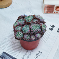 5'' Echeveria Secunda, Rare Live Succulent Plants