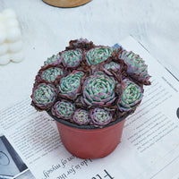 5'' Echeveria Secunda, Rare Live Succulent Plants