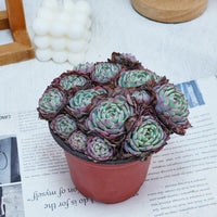 5'' Echeveria Secunda, Rare Live Succulent Plants