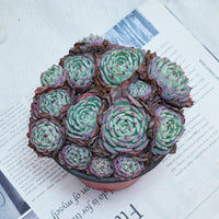 5'' Echeveria Secunda, Rare Live Succulent Plants