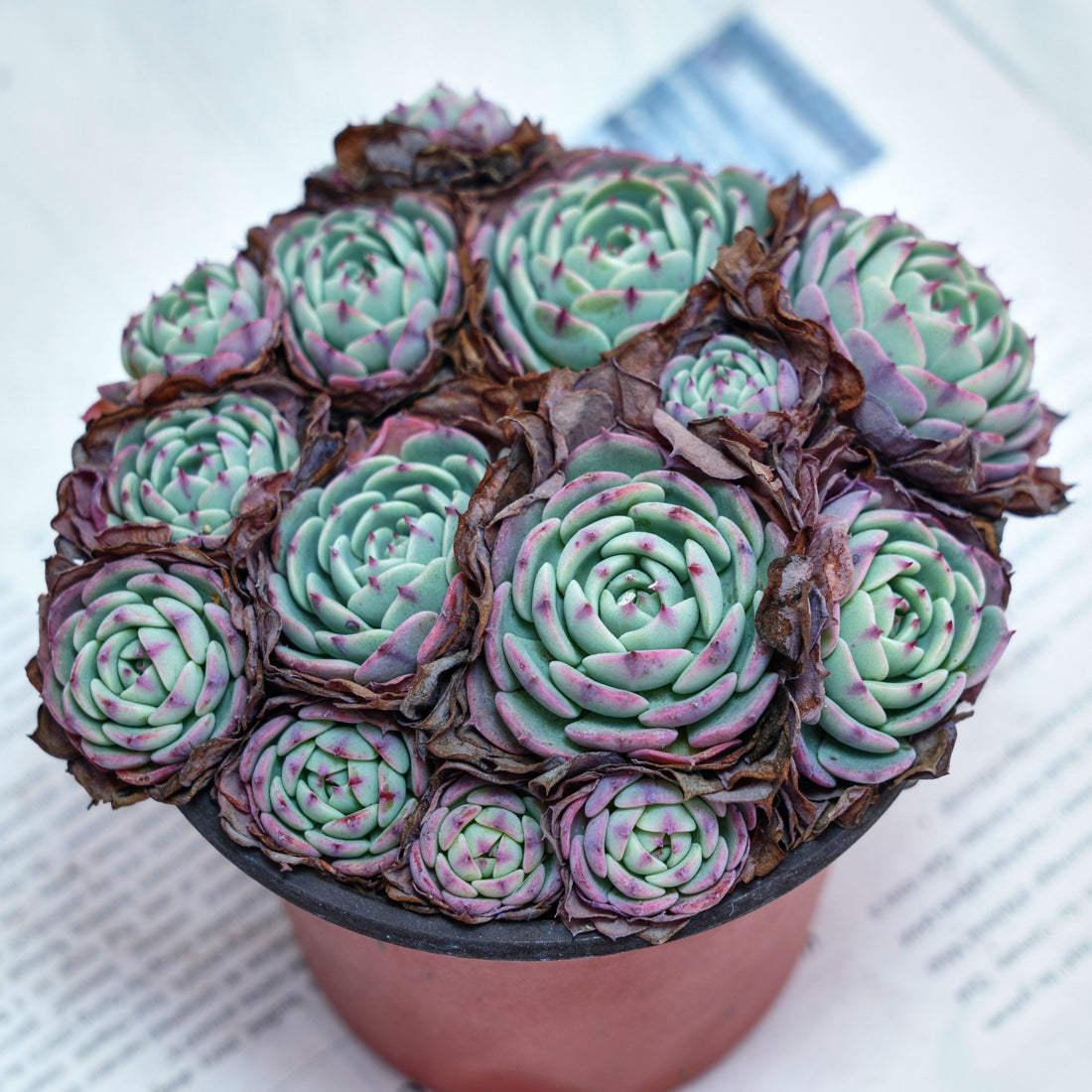 5'' Echeveria Secunda, Rare Live Succulent Plants