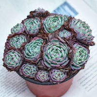 5'' Echeveria Secunda, Rare Live Succulent Plants