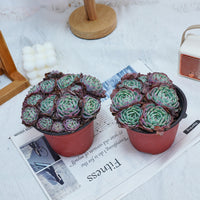 5'' Echeveria Secunda, Rare Live Succulent Plants