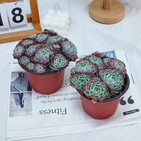 5'' Echeveria Secunda, Rare Live Succulent Plants