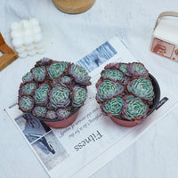 5'' Echeveria Secunda, Rare Live Succulent Plants