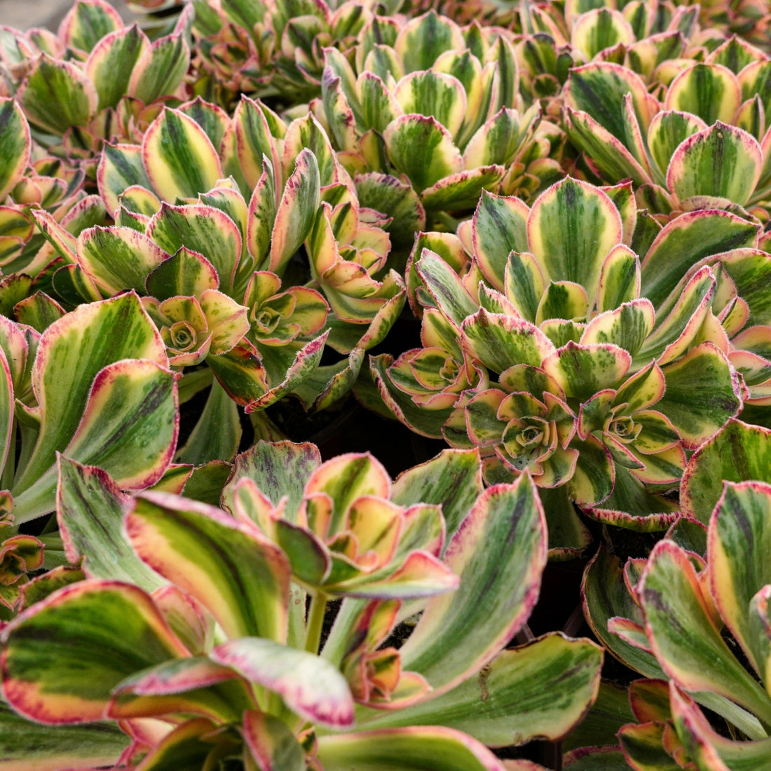 6'' Aeonium Porcelain, Rare Live Succulent Plants