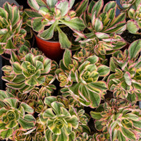 6'' Aeonium Porcelain, Rare Live Succulent Plants