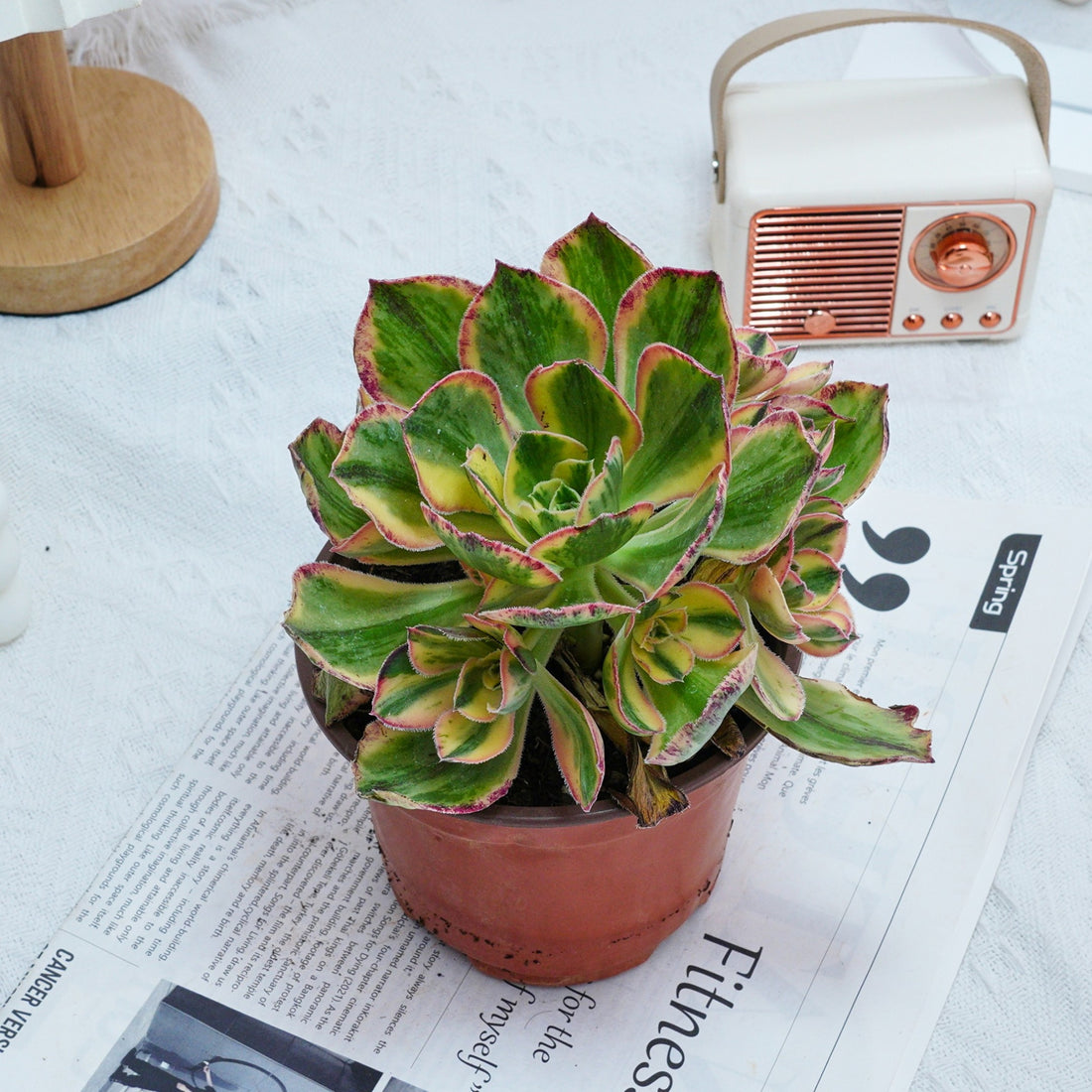6'' Aeonium Porcelain, Rare Live Succulent Plants