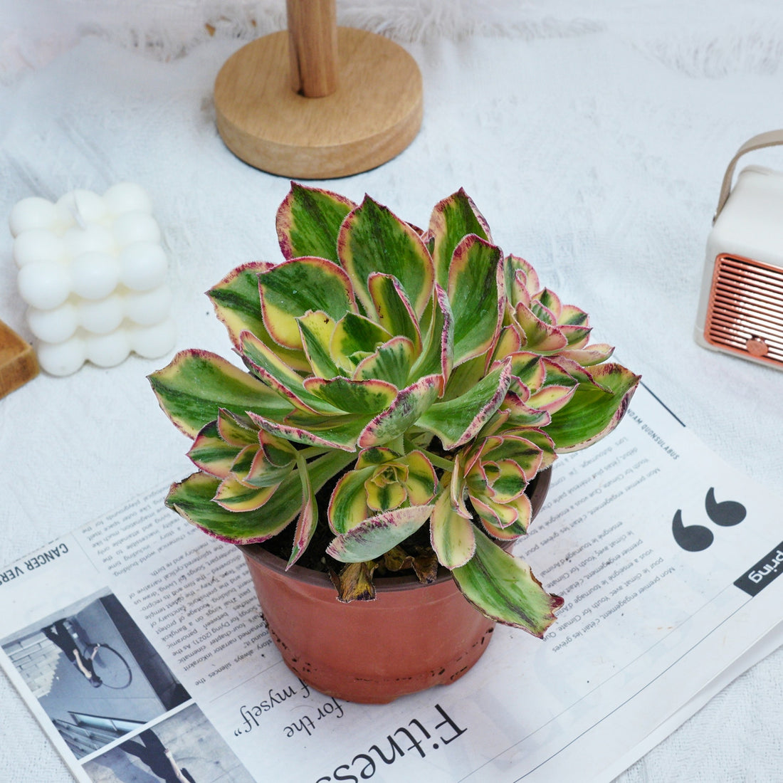 6'' Aeonium Porcelain, Rare Live Succulent Plants