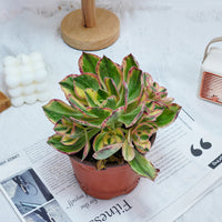 6'' Aeonium Porcelain, Rare Live Succulent Plants