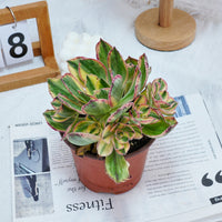 6'' Aeonium Porcelain, Rare Live Succulent Plants