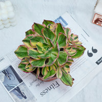 6'' Aeonium Porcelain, Rare Live Succulent Plants