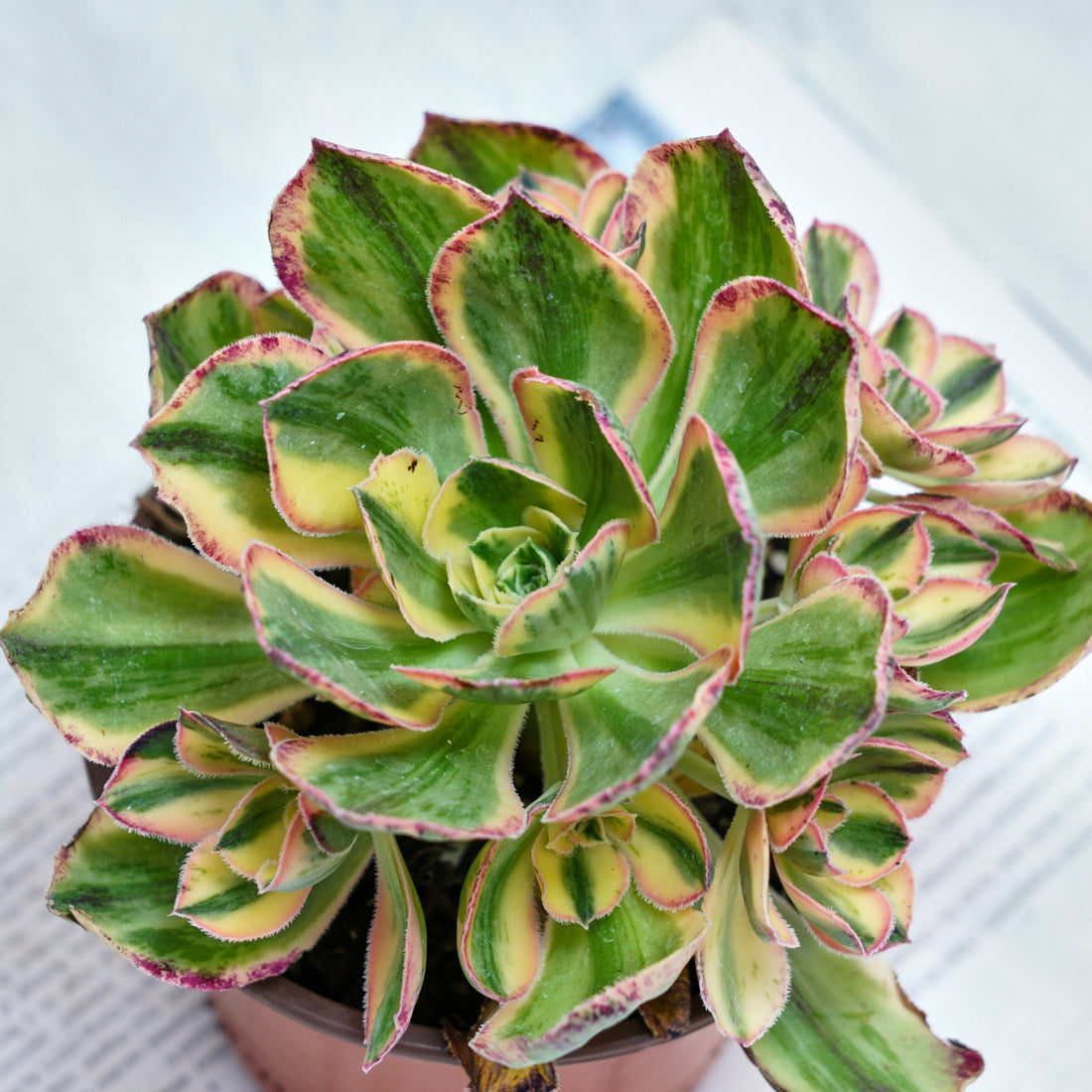 6'' Aeonium Porcelain, Rare Live Succulent Plants