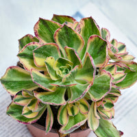 6'' Aeonium Porcelain, Rare Live Succulent Plants