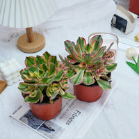 6'' Aeonium Porcelain, Rare Live Succulent Plants
